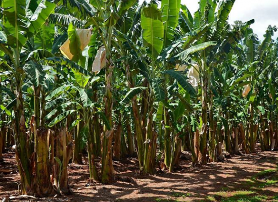 Condiciones del suelo para la siembra de banano