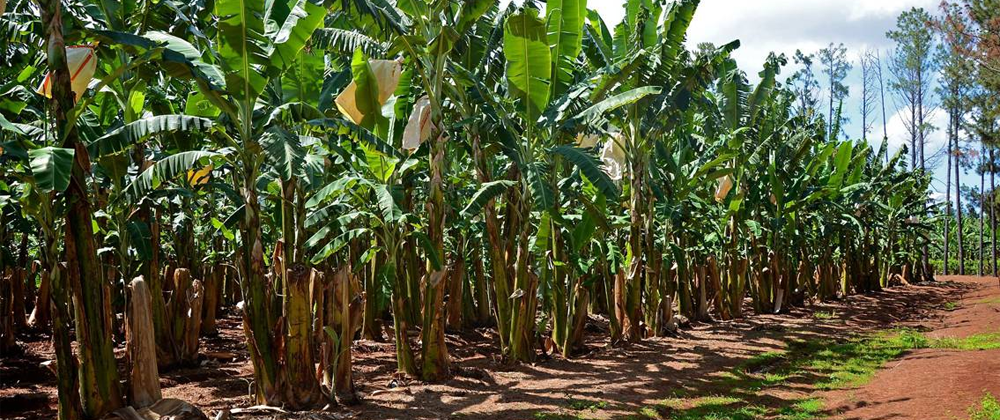 Condiciones del suelo para la siembra de banano